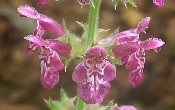 pianta Baviera - Stachys sylvatica